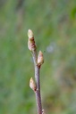 Cassissier - Ribes nigrum - Gemmothérapie Demeter Bio - Gemmotype (bourgeon)