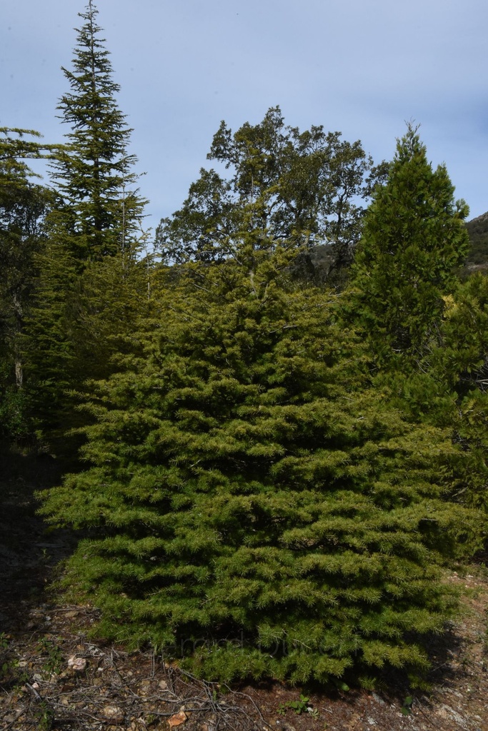 [G26CEDL01] Cèdre du Liban - Cedrus libani - Gemmothérapie Demeter Bio - Gemmotype (bourgeon)