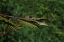 Charme - Carpinus betulus  - Gemmothérapie Demeter Bio - Gemmotype (bourgeon)