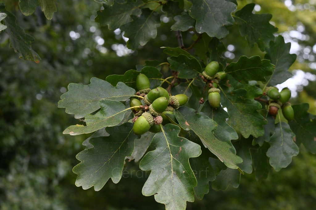Chêne pédonculé - Quercus robur  - Gemmothérapie Demeter Bio - Gemmotype (bourgeon)