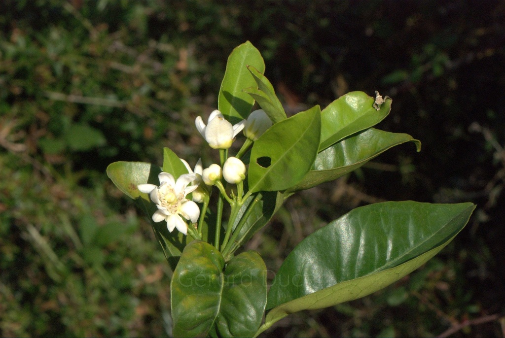 [G26CITR01] Citronnier - Citrus limon - Gemmothérapie Demeter Bio - Gemmotype (bourgeon)