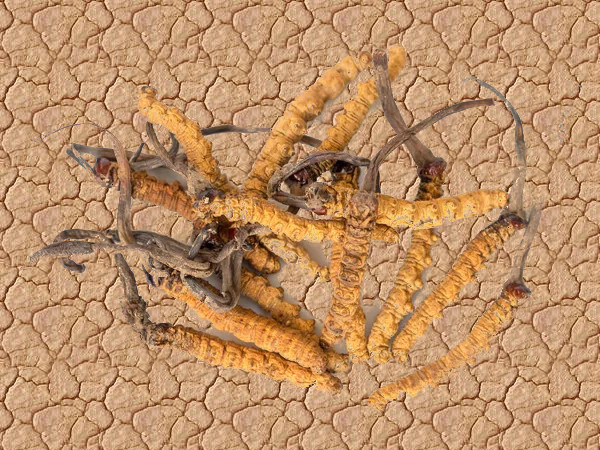 Cordyceps - Ophiocordyceps sinensis - Gemmothérapie Demeter Bio - Gemmotype (corps fructifère)
