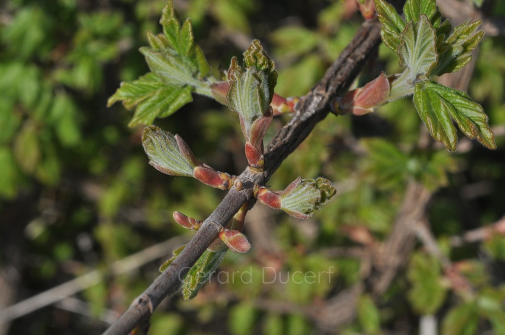 [G26ERA01] Erable champêtre - Acer campestre - Gemmothérapie Demeter Bio - Gemmotype (bourgeon)