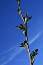 Framboisier - Rubus idaeus - Gemmothérapie Demeter Bio - Gemmotype (bourgeon)