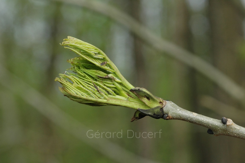 [G26FRE01] Frêne - Fraxinus excelsior  - Gemmothérapie Demeter Bio - Gemmotype (bourgeon)