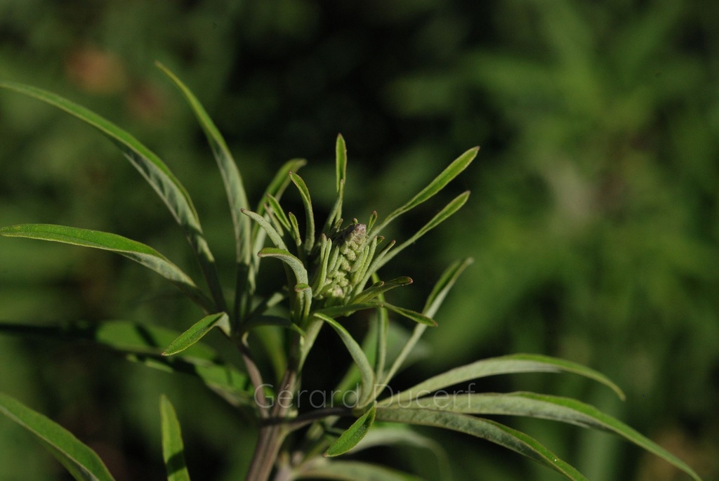 [G26Gattil01] Gattilier - Vitex agnus castus - Gemmothérapie Demeter Bio - Gemmotype (bourgeon)