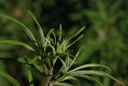 Gattilier - Vitex agnus castus - Gemmothérapie Demeter Bio - Gemmotype (bourgeon)