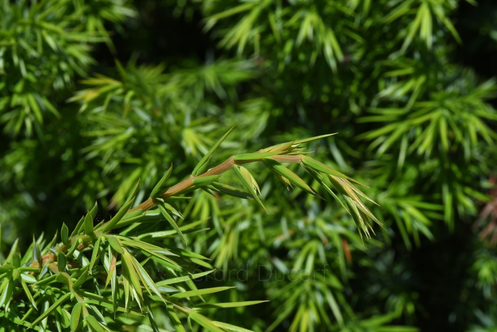 Genévrier - Juniperus communis  - Gemmothérapie Demeter Bio - Gemmotype (bourgeon)