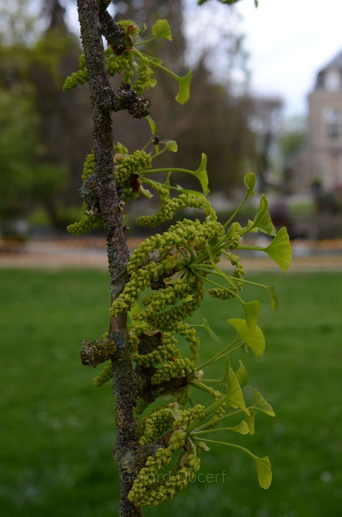 Ginkgo - Ginkgo biloba  - Gemmothérapie Demeter Bio - Gemmotype (bourgeon)
