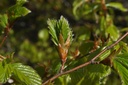 Hêtre - Fagus sylvatica - Gemmothérapie Demeter Bio - Gemmotype (bourgeon)