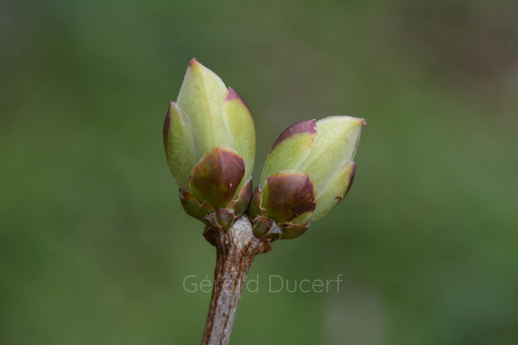 Lilas - Syringa vulgaris  - Gemmothérapie Demeter Bio - Gemmotype (bourgeon)