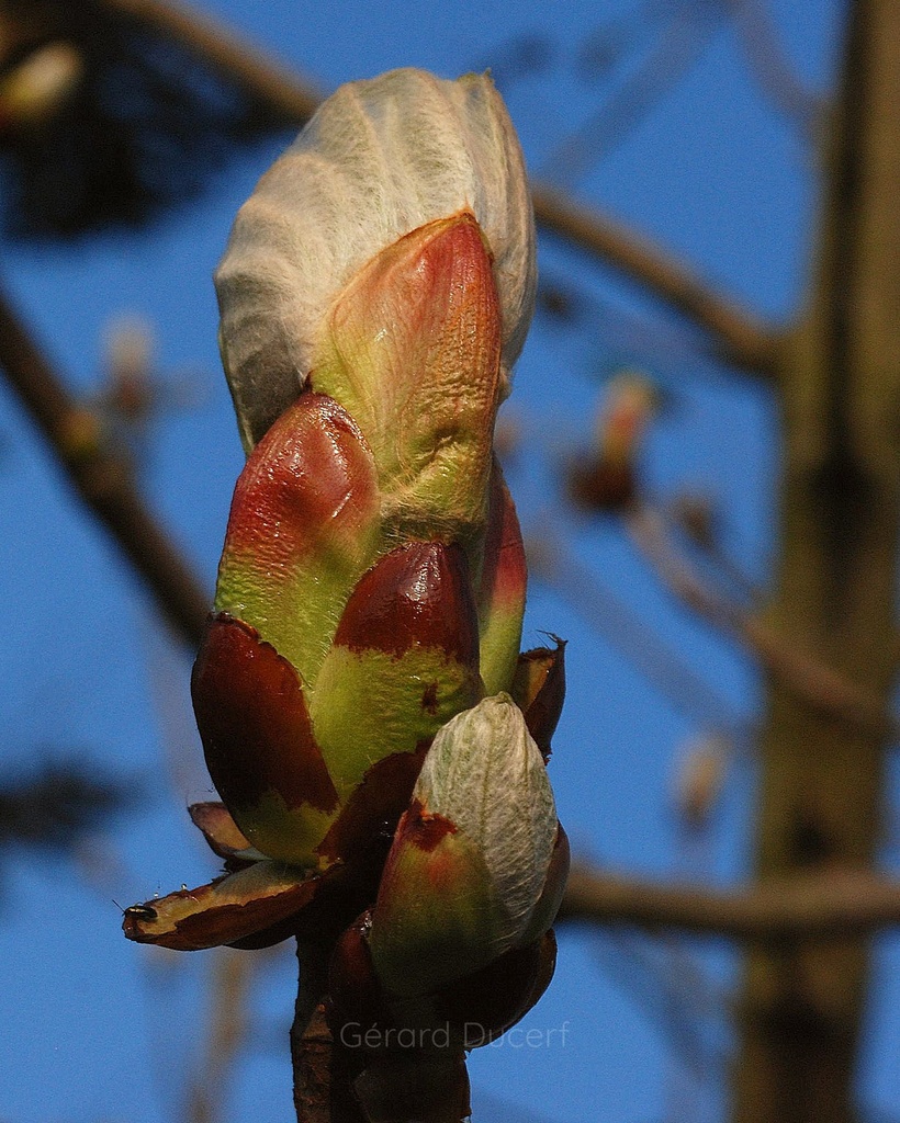 Marronnier d’Inde - Aesculus hippocastanum  - Gemmothérapie Demeter Bio - Gemmotype (bourgeon)
