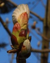 Marronnier d’Inde - Aesculus hippocastanum  - Gemmothérapie Demeter Bio - Gemmotype (bourgeon)