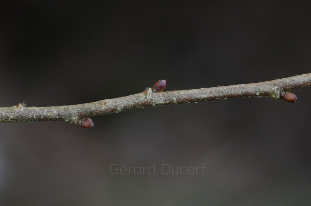 Noisetier - Corylus avellana  - Gemmothérapie Demeter Bio - Gemmotype (bourgeon)