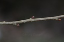 Noisetier - Corylus avellana  - Gemmothérapie Demeter Bio - Gemmotype (bourgeon)