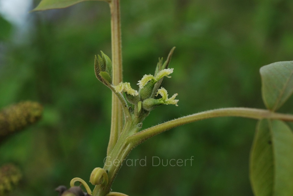 [G26NOY01] Noyer - Juglans regia  - Gemmothérapie Demeter Bio - Gemmotype (bourgeon)