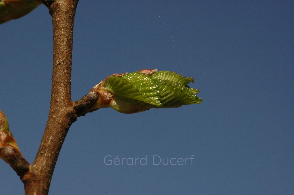 Orme - Ulmus campestris  - Gemmothérapie Demeter Bio - Gemmotype (bourgeon)