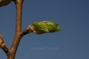 Orme - Ulmus campestris  - Gemmothérapie Demeter Bio - Gemmotype (bourgeon)