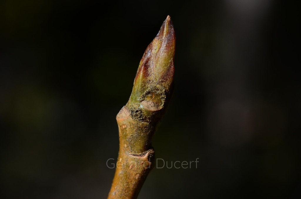 Peuplier noir - Populus nigra  - Gemmothérapie Demeter Bio - Gemmotype (bourgeon)