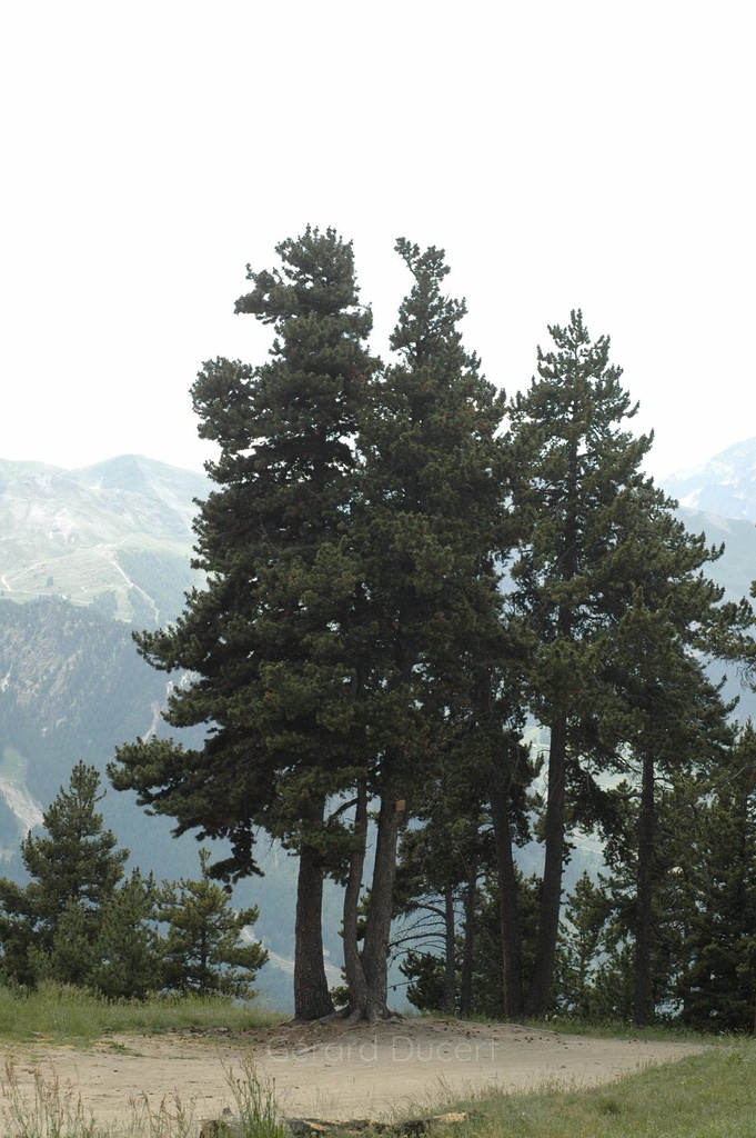 [G26PINC01] Pin à crochets - Pinus montana - Gemmothérapie Demeter Bio - Gemmotype (bourgeon)