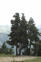 Pin à crochets - Pinus montana - Gemmothérapie Demeter Bio - Gemmotype (bourgeon)