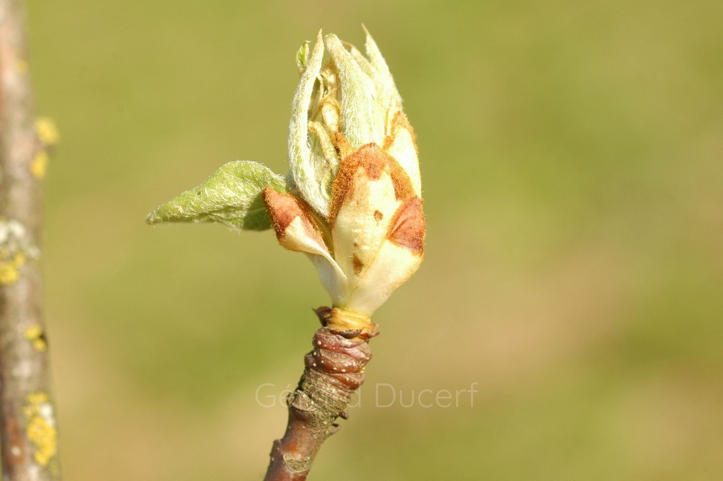 [G26POIR01] Poirier - Pyrus communis  - Gemmothérapie Demeter Bio - Gemmotype (bourgeon)