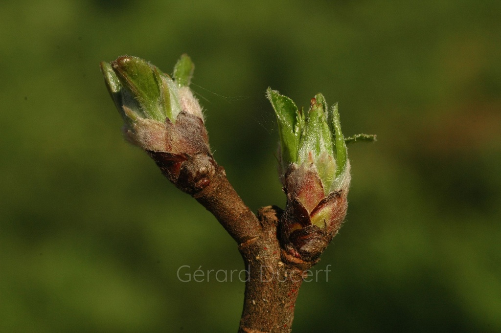 Pommier - Malus communis  - Gemmothérapie Demeter Bio - Gemmotype (bourgeon)