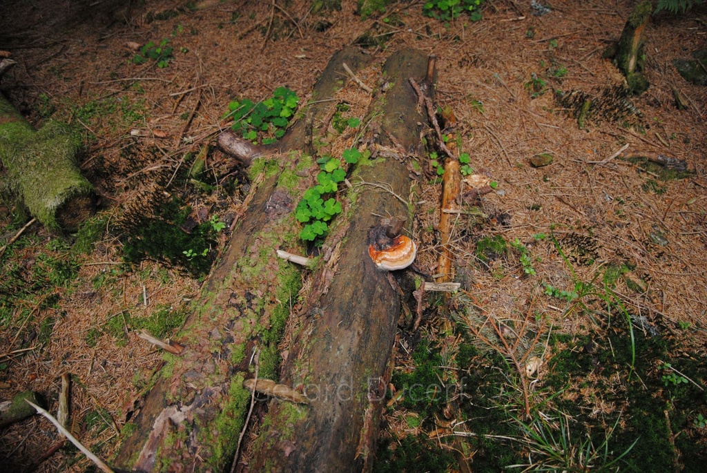Reishi - Ganoderma lucidum - Gemmothérapie Demeter Bio - Gemmotype (corps fructifère)