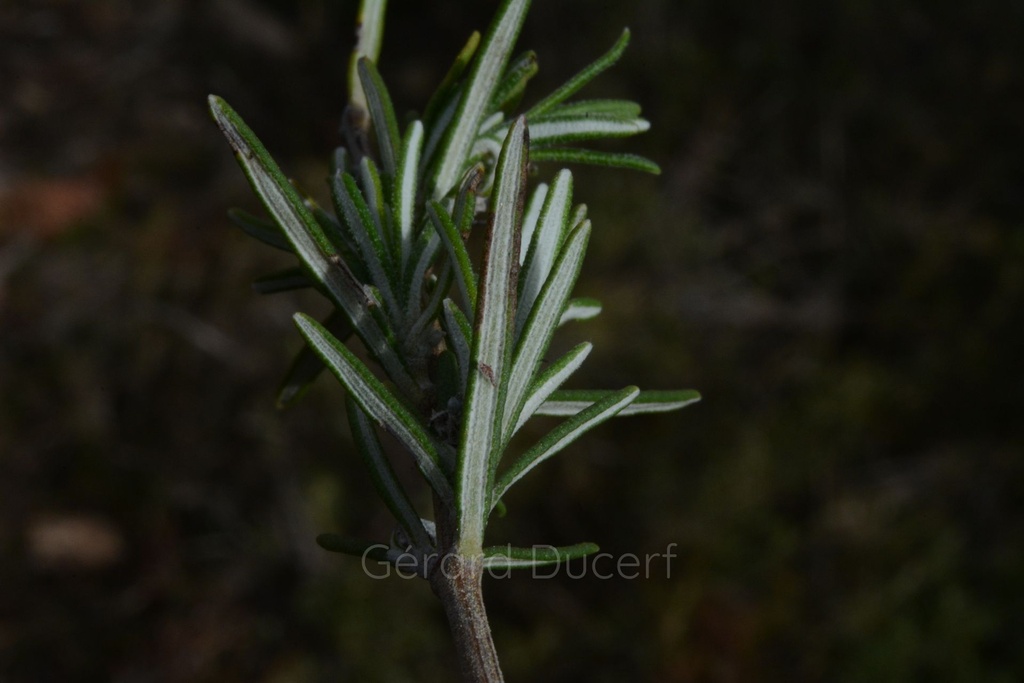 Romarin - Rosmarinus officinalis  - Gemmothérapie Demeter Bio - Gemmotype (bourgeon)