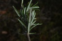 Romarin - Rosmarinus officinalis  - Gemmothérapie Demeter Bio - Gemmotype (bourgeon)