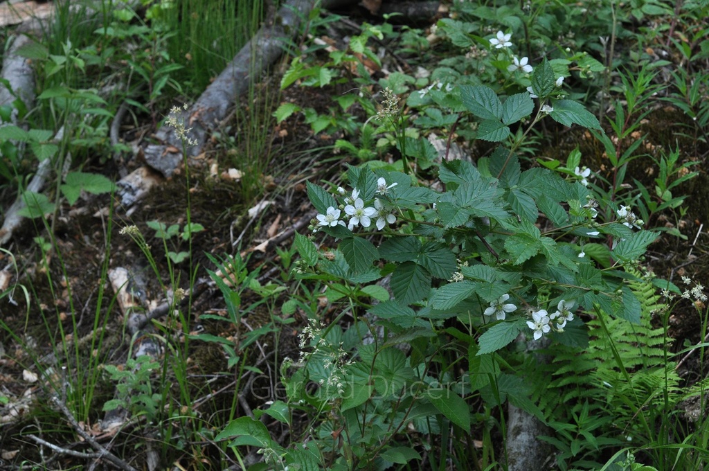 [G26RONC01] Ronce - Rubus fruticosus - Gemmothérapie Demeter Bio - Gemmotype (bourgeon)