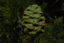 Séquoia - Sequoia gigantea  - Gemmothérapie Demeter Bio - Gemmotype (bourgeon)