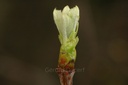 Sorbier - Sorbus domestica  - Gemmothérapie Demeter Bio - Gemmotype (bourgeon)