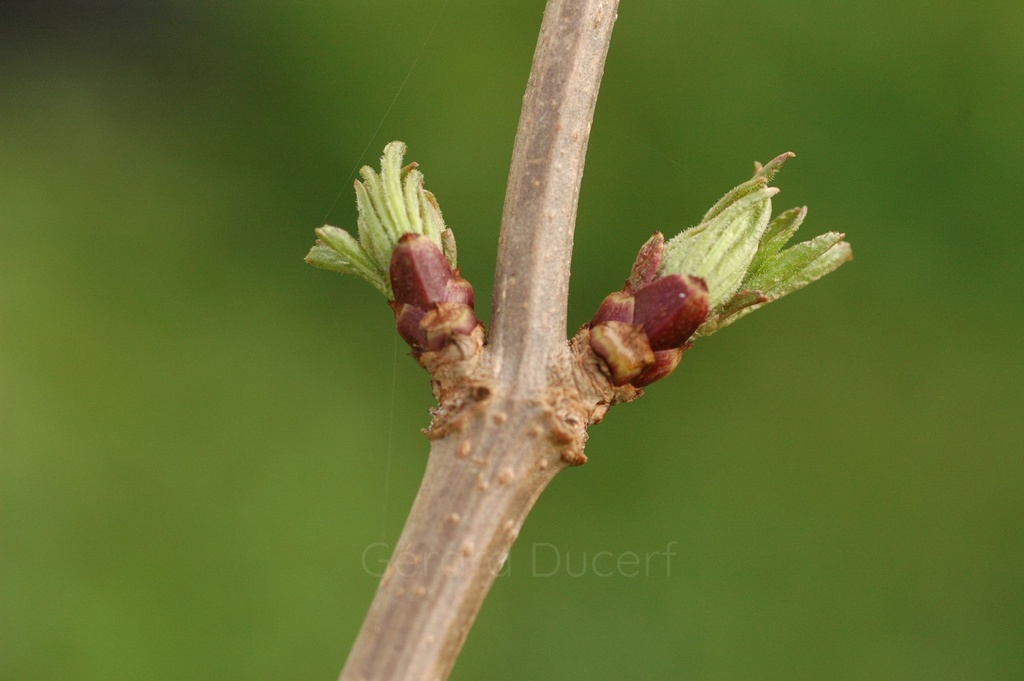 Sureau noir - Sambucus nigra  - Gemmothérapie Demeter Bio - Gemmotype (bourgeon)