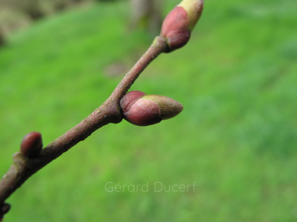 [G26TILLA01] Tilleul argenté - Tilia tomentosa  - Gemmothérapie Demeter Bio - Gemmotype (bourgeon)