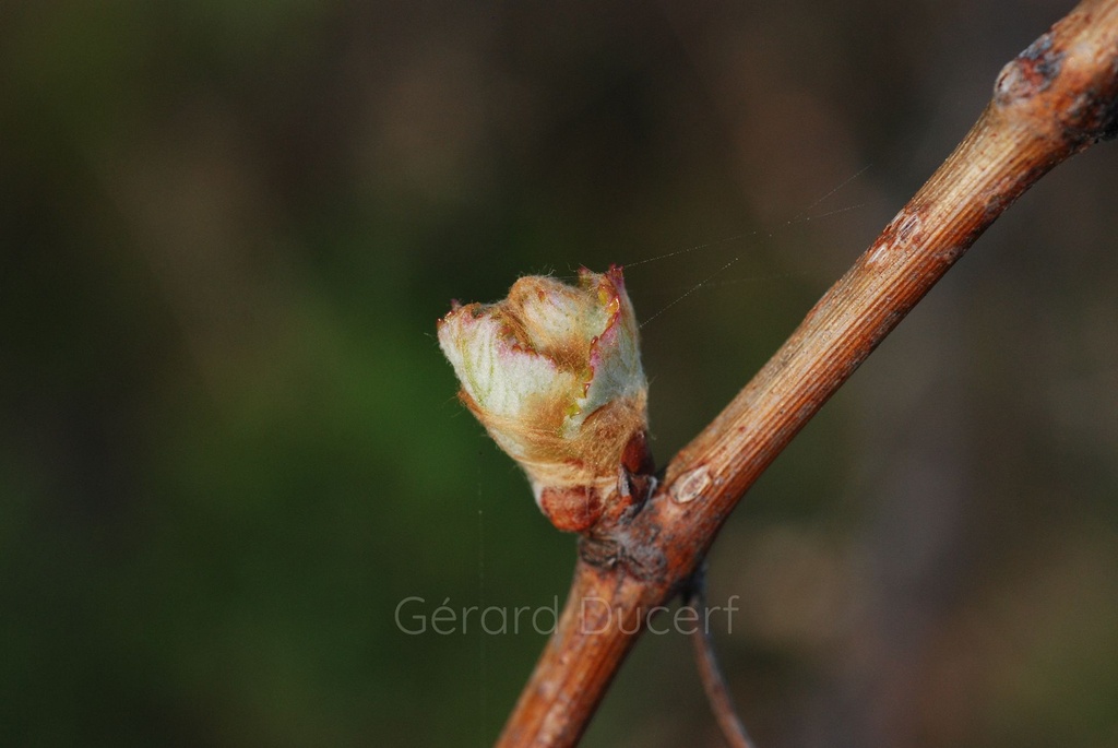 [G26VIGR01] Vigne rouge - Vitis vinifera rubra - Gemmothérapie Demeter Bio - Gemmotype (bourgeon)