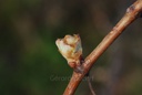 Vigne rouge - Vitis vinifera rubra - Gemmothérapie Demeter Bio - Gemmotype (bourgeon)