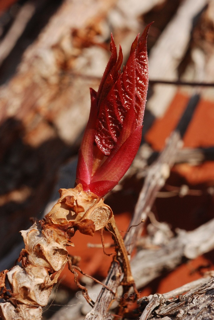 [G26VIGV01] Vigne vierge - Ampelopsis veitchii - Gemmothérapie Demeter Bio - Gemmotype (bourgeon)