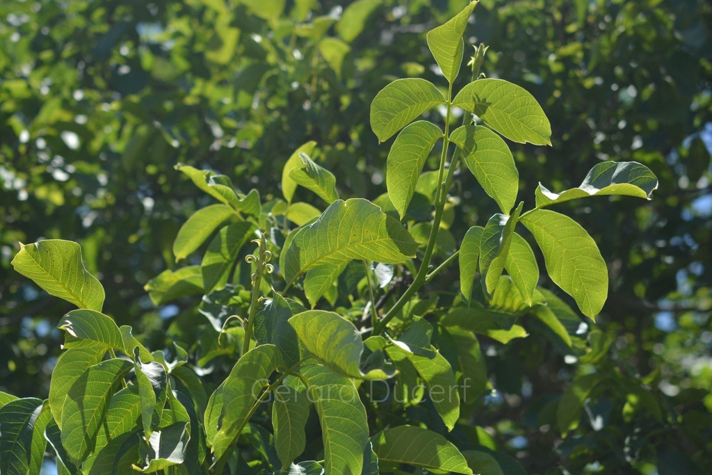 Noyer  - Juglans regia - Phytothérapie Demeter Bio - Phytotype