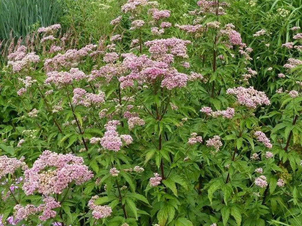 Eupatoire Chanvrine - Eupatorium cannabinum - Phytothérapie Demeter Bio - Phytotype