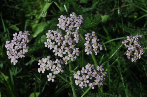[T02ACHMIL01] Achillée millefeuille - Achillea millefolium - Phytothérapie Demeter Bio - Phytotype