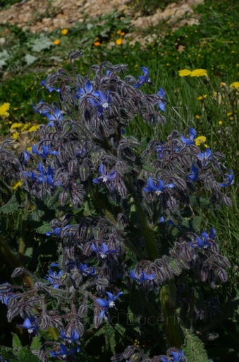 [T06BOURR01] Bourrache  - Borago officinalis - Phytothérapie Demeter Bio - Phytotype