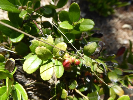 [T05BUSS01] Busserole raisin d’ours - Arctostaphyllos uva-ursi - Phytothérapie Demeter Bio - Phytotype