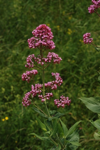 [T18CENTR01] Centranthe rouge - Centranthus ruber - Phytothérapie Demeter Bio - Phytotype