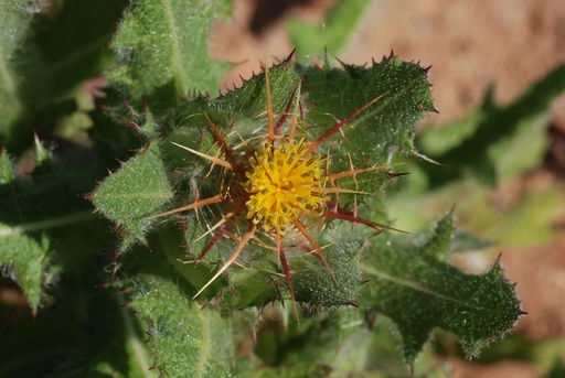 [T02CHARB01] Chardon béni - Cnicus benedictus - Phytothérapie Demeter Bio - Phytotype