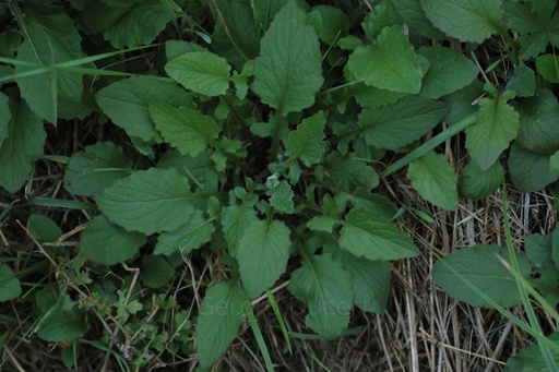 [T02LAMPCO01] Lampsane commune - Lapsana communis - Phytothérapie Demeter Bio - Phytotype