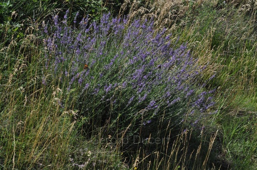 [T08LAVV01] Lavande vraie - Lavandula angustifolia - Phytothérapie Demeter Bio - Phytotype