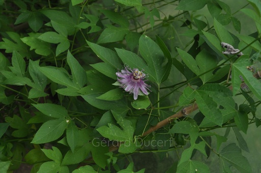 [T04PASS01] Passiflore  - Passiflora incarnata - Phytothérapie Demeter Bio - Phytotype