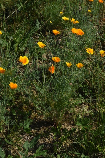 [T02PAVC01] Pavot de Californie - Eschscholtzia californica - Phytothérapie Demeter Bio - Phytotype