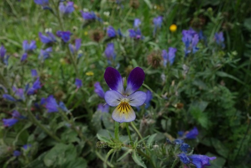 [T02PENS01] Pensée sauvage - Viola tricolor - Phytothérapie Demeter Bio - Phytotype